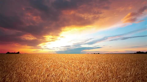Field of ears on a background of sunset Stock Footage 51759922