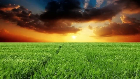 Field of ears on a background of sunset Stock Footage 80944834