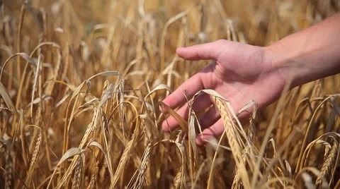 Field with Ears of Corn and a Human Hand Stock Footage 50994743