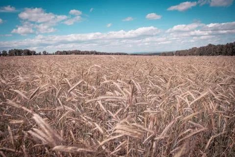 Field with ears of corn Foto stock