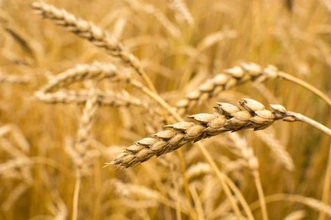 Field with ears of corn Stock Photos