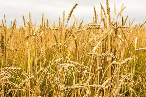 Field with ears of corn Stock Photos