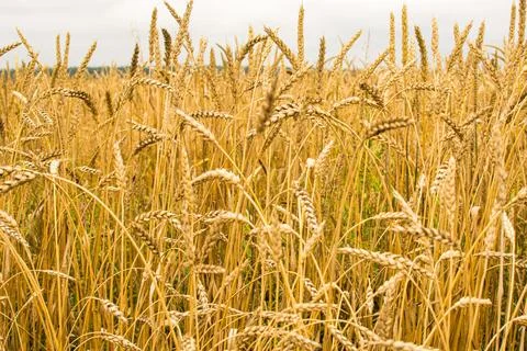 Field with ears of corn Stock Photos