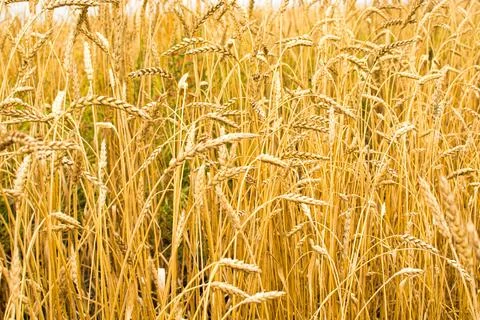 Field with ears of corn Foto stock
