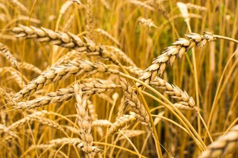 Field with ears of corn Stock Photos