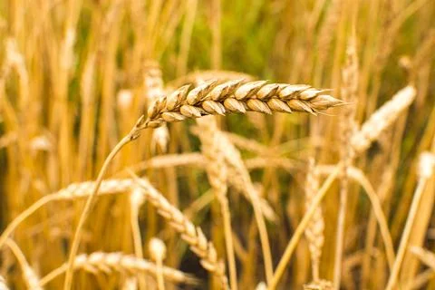 Field with ears of corn Stock Photos
