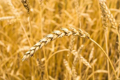 Field with ears of corn Stock Photos