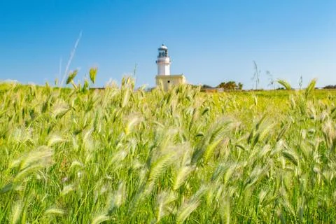 A field of ears with a lighthouse in the background Stock Photos