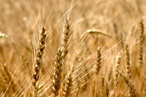 Field with ears of rye. Ears of rye close-up. Harvest concept. selective focu Stock Photos