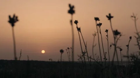 Field with ears on sunset background Stock Footage 64300848