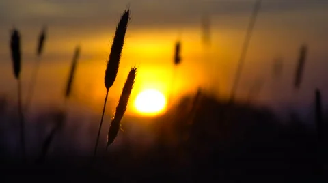 Field of ears on sunset Stock Footage 64084227