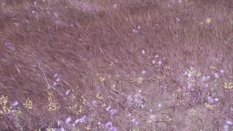 Field ears swaying in wild Video stock 83043374