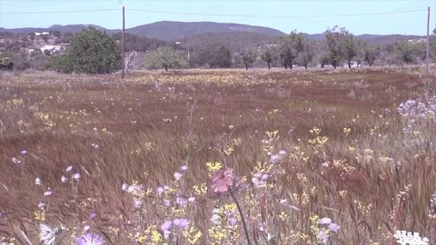 Field ears swaying in wild Video stock 83043428