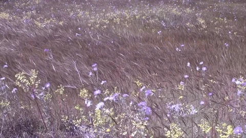 Field ears swaying in wild Video stock 83043486