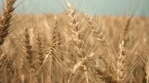 Field of ears of wheat, rye, Stock Footage 68638140