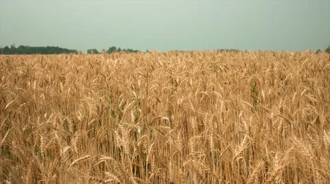 Field of ears of wheat, rye, Stock Footage 68638143