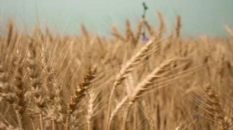 Field of ears of wheat, rye, Stock Footage 68638155