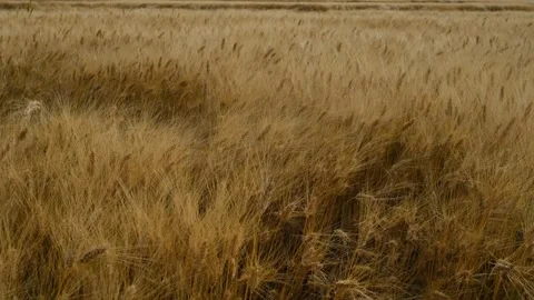 Field of ears of wheat in the wind Video stock 279745458