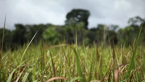  a field on the edge of the forest Stock Footage 140310798
