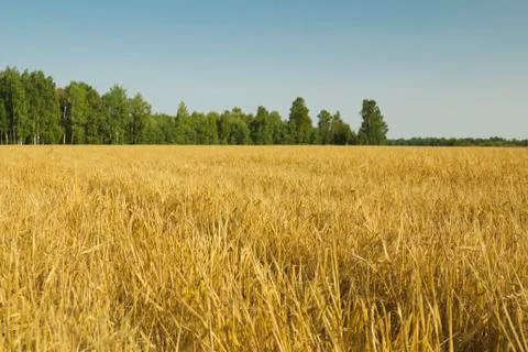 The field at the edge of the forest Fotos Stock