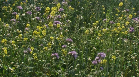 Field edge with wild flowers hold + pan 動画素材 27265383