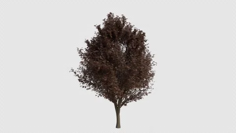 Field Elm Tree blowing in the wind. Alpha Channel. Loop Animation Stock Footage 281720801