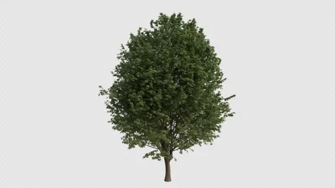 Field Elm Tree blowing in the wind. Alpha Channel. Loop Animation Stock Footage 281721485