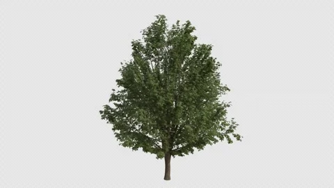 Field Elm Tree blowing in the wind. Alpha Channel. Loop Animation Video stock 281721784