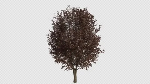 Field Elm Tree blowing in the wind. Alpha Channel. Loop Animation Stock Footage 281721794