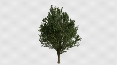 Field Elm Tree Swaying in Wind Loop Animation with Alpha Channel. Stock Footage 346284461