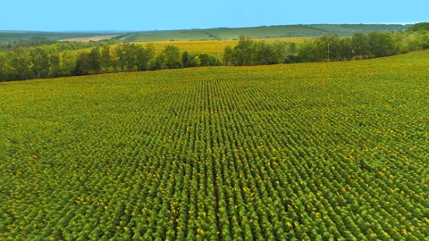 A field with even rows of yellow-headed sunflowers resting against a protective Stock Footage 233604129