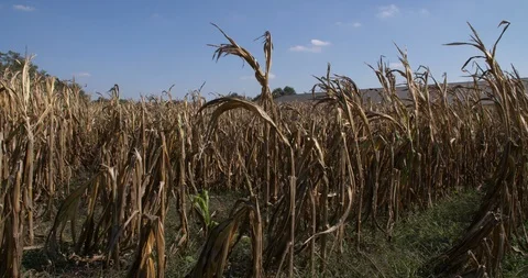 Field with failed harvest of corn due to extreme drought 2018, Netherlands Stock Footage