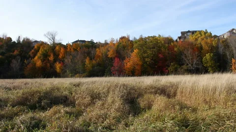 Field Fall Colors Timelapse Stock Footage 64368979