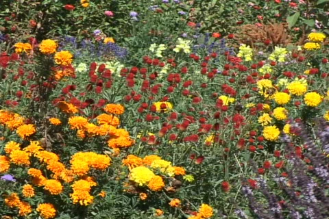 Field of fall flowers Stock Footage 97462