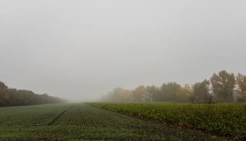 A Field in Fall with Fog Stock Photos