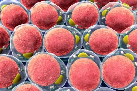 Field of fat cells Stock Illustration