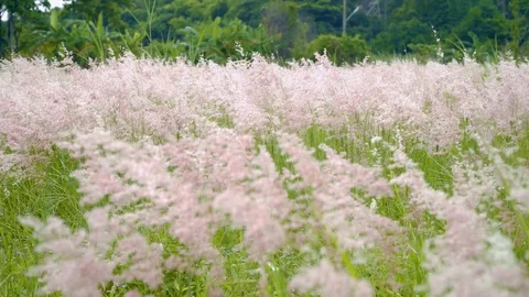Field of feather grass. 4k Stock Footage 91349591