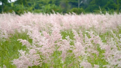 Field of feather grass. 4k Stock-Footage 91349593