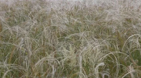 Field of feather grass Stock Footage 51568148
