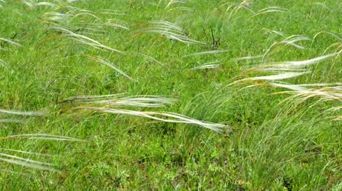 Field of feather grass Stock Footage 51694588