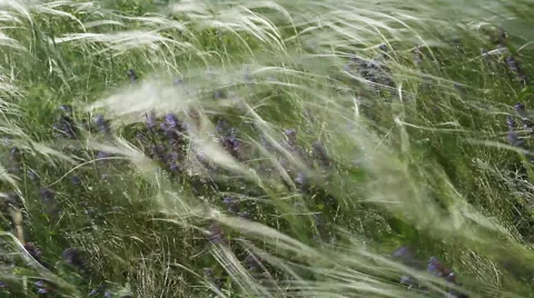 Field of Feather Grass Video stock 67671332