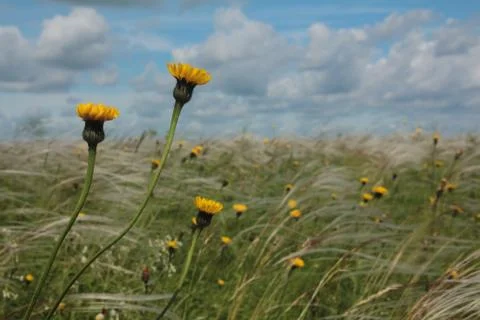 Field with feather grass Stock Photos