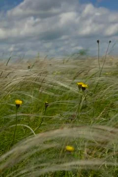 Field with feather grass Stock Photos