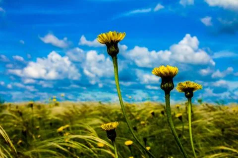 Field with feather grass Stock Photos