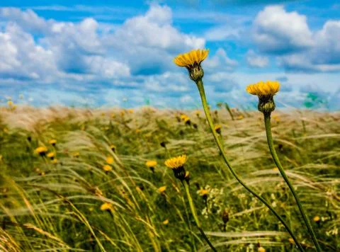 Field with feather grass Stock Photos