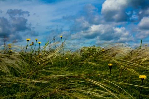 Field with feather grass Stock Photos