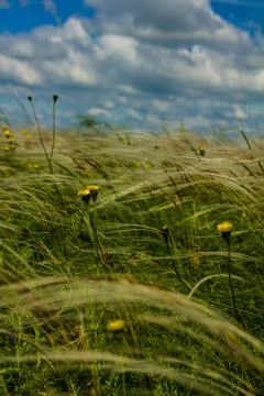 Field with feather grass Stock Photos