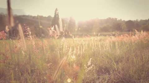 A field of feather grass at sunset Stock-Footage 33778187