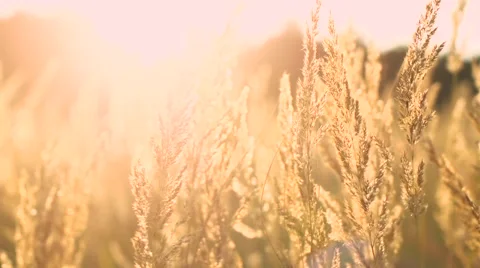 Field of feather grass at sunset Stock Footage 57336634