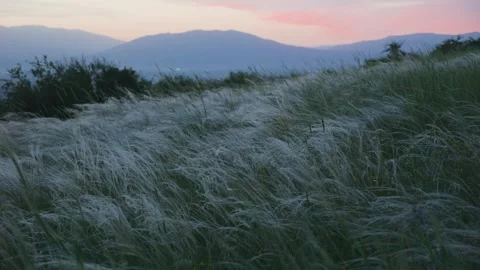Field of feather grass in twilight in slomo Stock Footage 291648175
